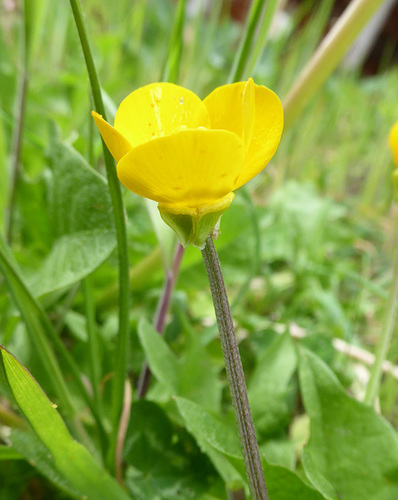 bulbous buttercup