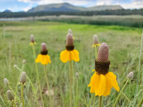 upright prairie coneflower