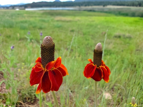 upright prairie coneflower