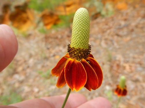 upright prairie coneflower