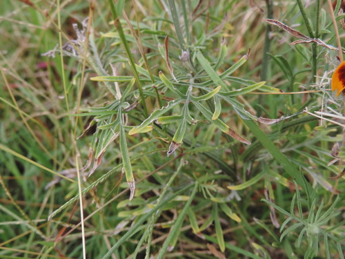 upright prairie coneflower
