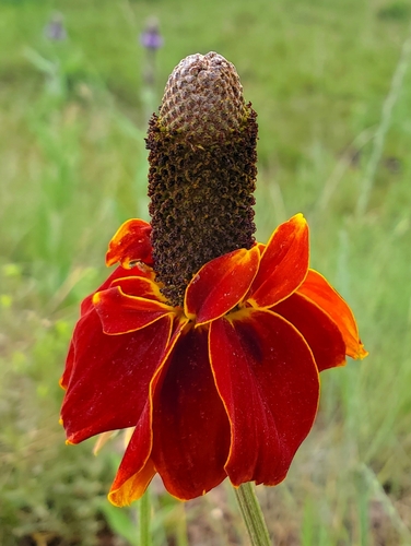 upright prairie coneflower