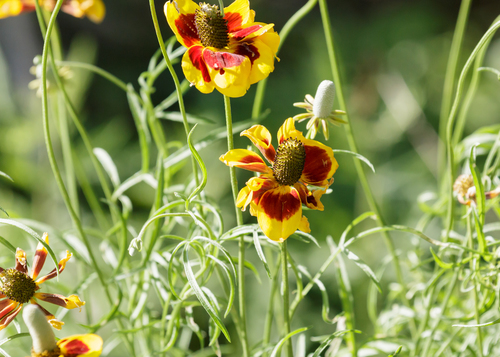 upright prairie coneflower
