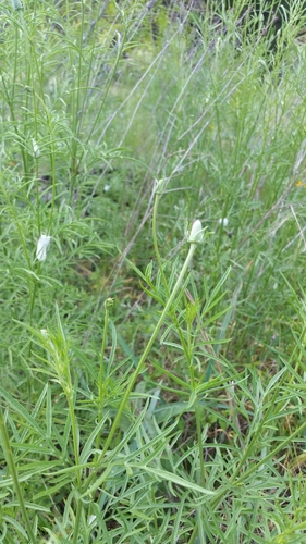 upright prairie coneflower