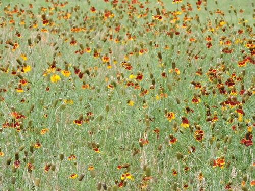 upright prairie coneflower