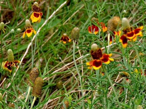 upright prairie coneflower
