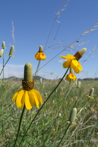 upright prairie coneflower