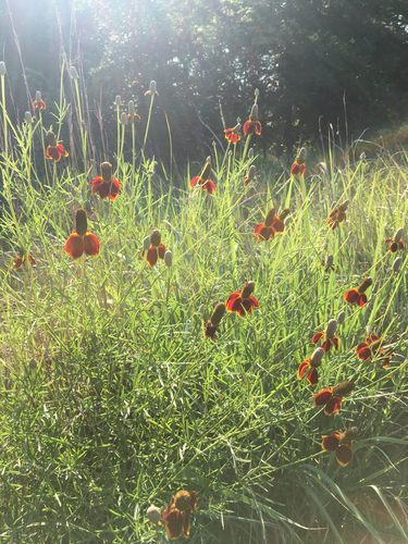 upright prairie coneflower