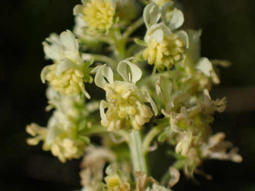 Wild Mignonette