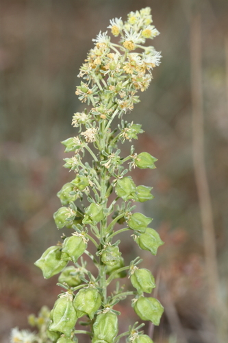 Wild Mignonette