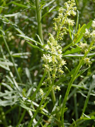 Wild Mignonette