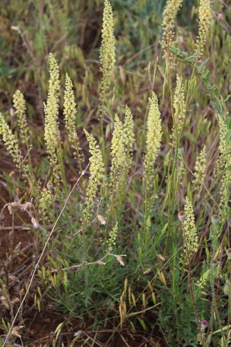 Wild Mignonette