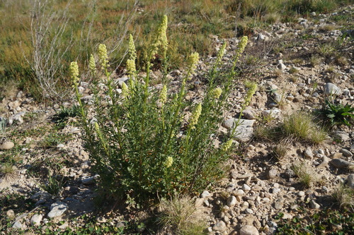 Wild Mignonette