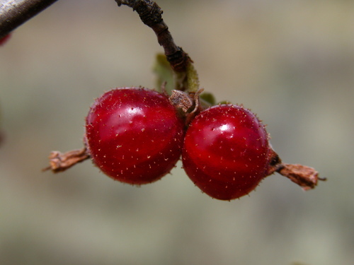 wax currant