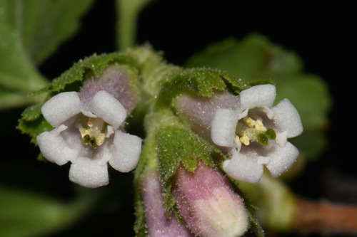 wax currant