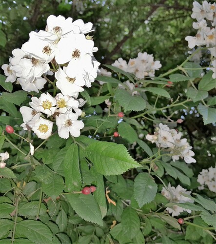 multiflora rose