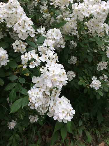 multiflora rose