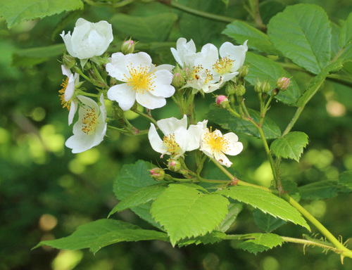 multiflora rose