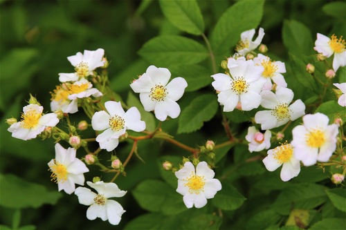multiflora rose