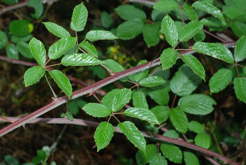 elmleaf blackberry