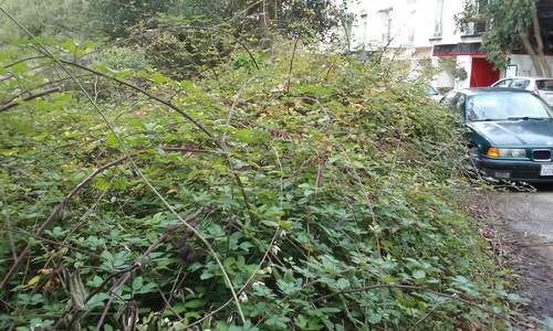 elmleaf blackberry