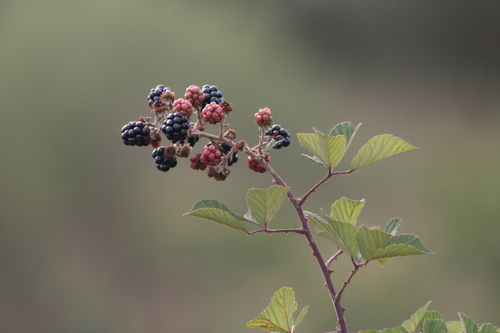 elmleaf blackberry