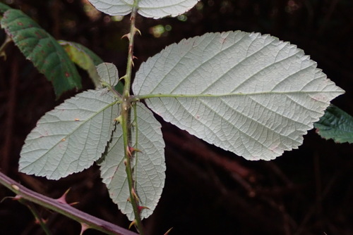 elmleaf blackberry
