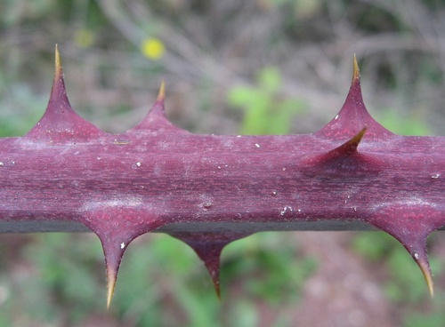 elmleaf blackberry
