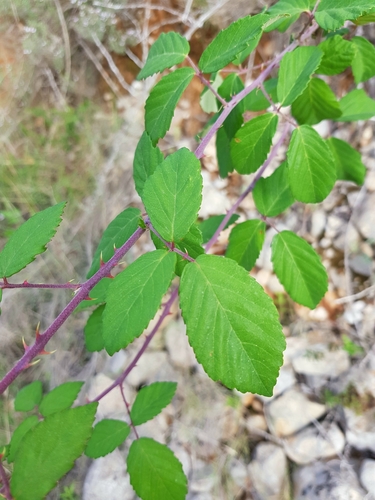 elmleaf blackberry