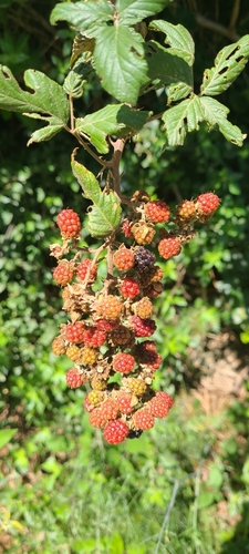 elmleaf blackberry