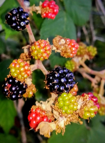 elmleaf blackberry