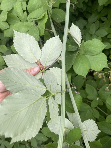 elmleaf blackberry