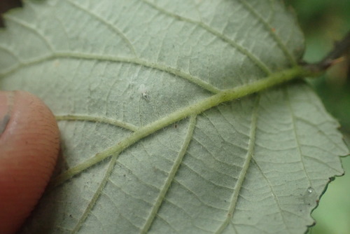 elmleaf blackberry
