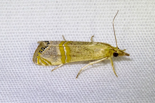Belted Grass-veneer