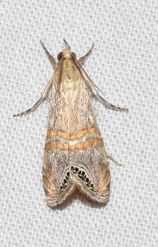Belted Grass-veneer