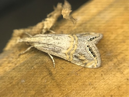 Belted Grass-veneer