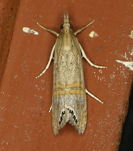 Belted Grass-veneer