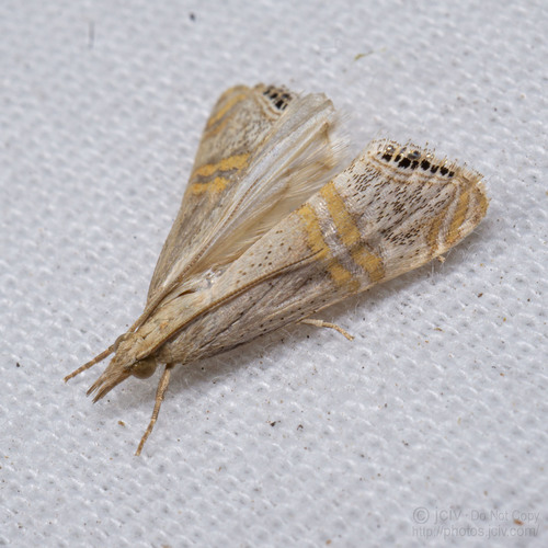 Belted Grass-veneer