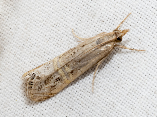 Belted Grass-veneer