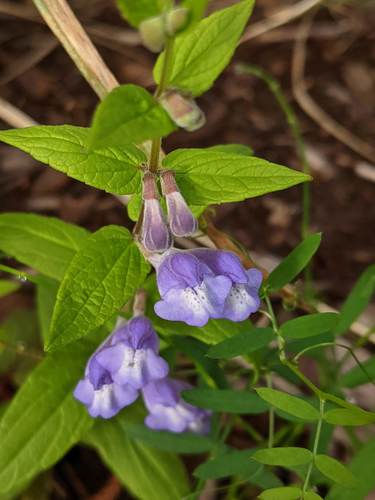 Marsh Skullcap