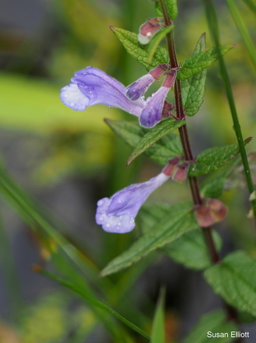 Marsh Skullcap