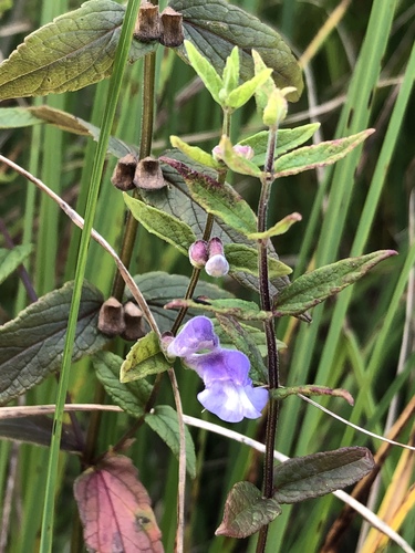 Marsh Skullcap