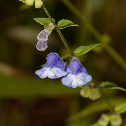 Marsh Skullcap