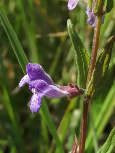 Marsh Skullcap