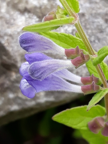 Marsh Skullcap