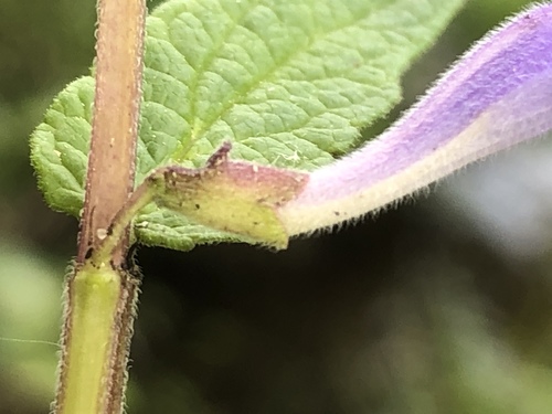 Marsh Skullcap