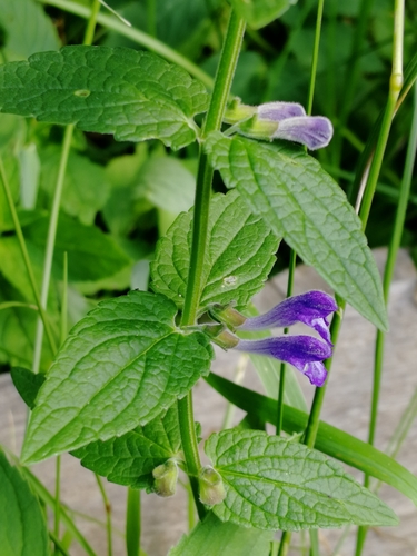 Marsh Skullcap