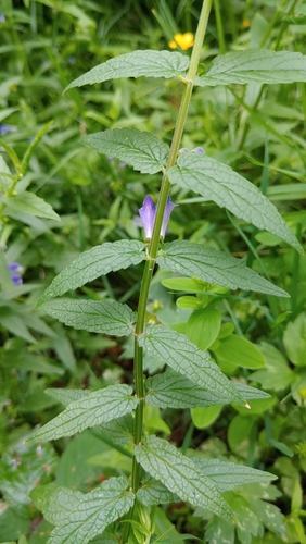 Marsh Skullcap