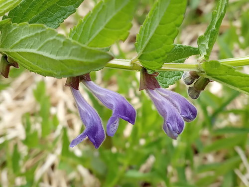 Marsh Skullcap