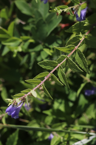 Marsh Skullcap